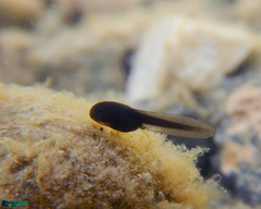 Bufotes viridis sitibundus