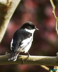 Ficedula semitorquata