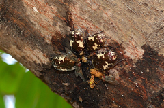 Protaetia aurichalcea