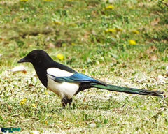 Pica pica