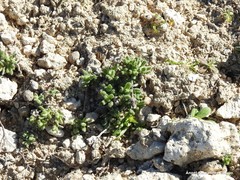 Teucrium gnaphalodes