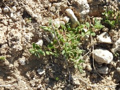 Teucrium gnaphalodes