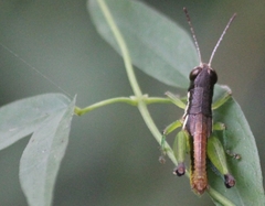 Methiolopsis geniculata