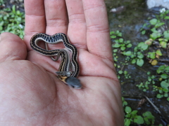 Thamnophis cyrtopsis collaris
