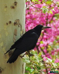 Corvus frugilegus