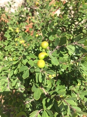 Rhoicissus tridentata tridentata