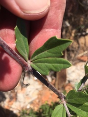 Rhoicissus tridentata tridentata