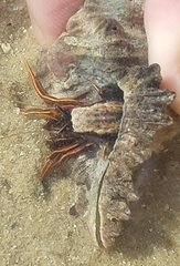 Clibanarius infraspinatus