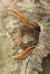Clibanarius infraspinatus