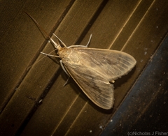 Circobotys occultilinea