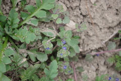 Veronica triloba