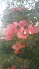 Bougainvillea