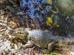 Caiman crocodilus fuscus
