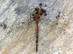 Dendroaeschna conspersa