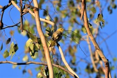 Ptilotula penicillata penicillata