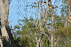 Ptilotula penicillata penicillata