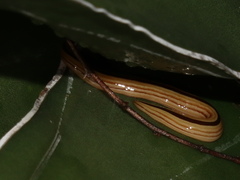 Australopacifica regina