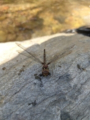 Dendroaeschna conspersa