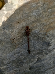 Dendroaeschna conspersa