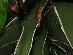Australopacifica regina