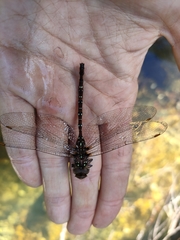 Dendroaeschna conspersa