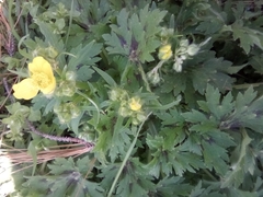 Ranunculus constantinopolitanus