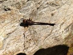 Dendroaeschna conspersa