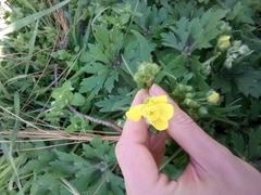 Ranunculus constantinopolitanus