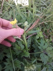 Ranunculus constantinopolitanus