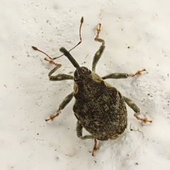 Parethelcus pollinarius