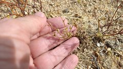 Eriogonum brachyanthum