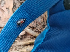 Hemithyrsocera vittata