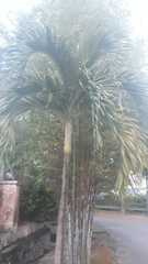 Arecaceae