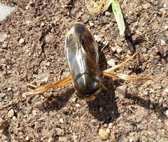 Corixa
