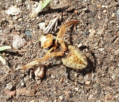 Corixa