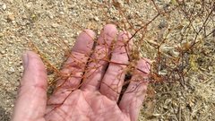 Eriogonum brachyanthum