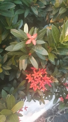 Ixora
