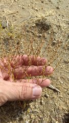 Eriogonum brachyanthum