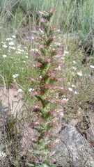 Echium flavum