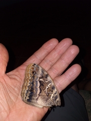 Caligo prometheus