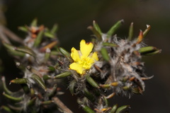 Hibbertia helianthemoides