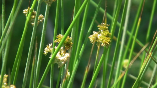 Image of Schoenoplectiella corymbosa by (c) Shaun Swanepoel, some rights reserved (CC BY)