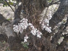 Dendrobium turbinatum