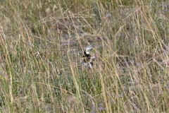 Anthus australis