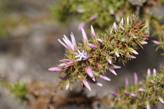 Andersonia caerulea