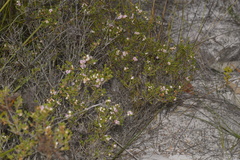 Hypocalymma strictum