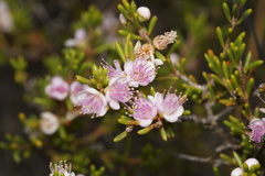 Hypocalymma strictum