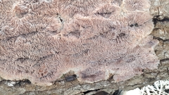 Phlebia rufa
