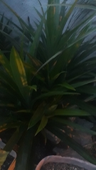 Pandanus amaryllifolius