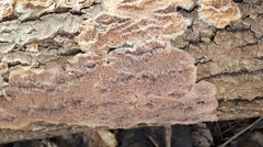 Phlebia rufa